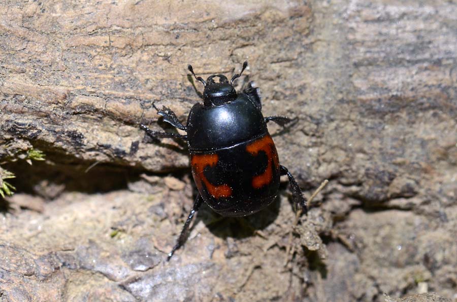 Hister quadrimaculatus (Histeridae)